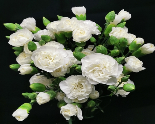 SPRAY CARNATION WHITE BURNEY